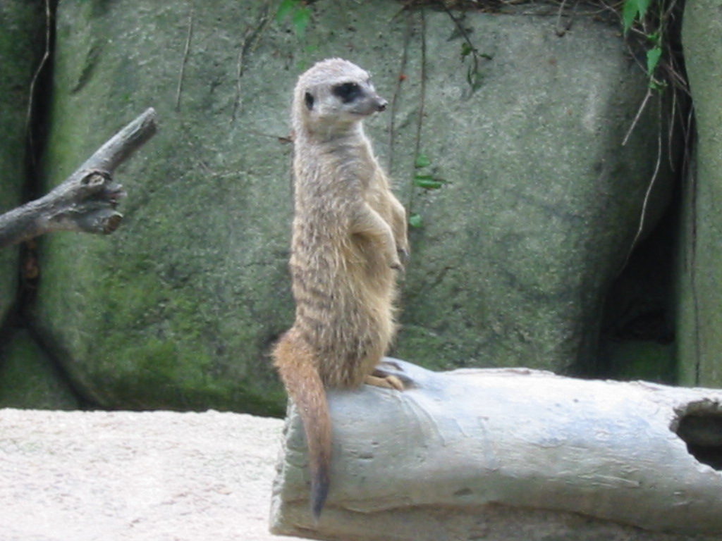 Singapore Zoo