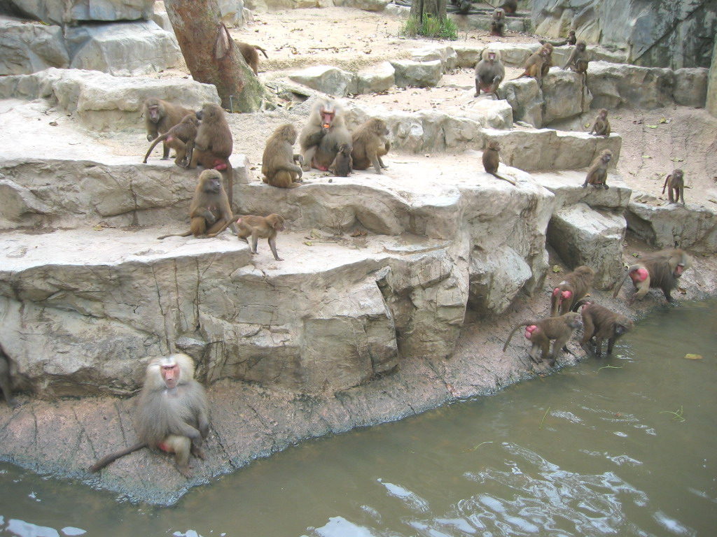 Singapore Zoo timings