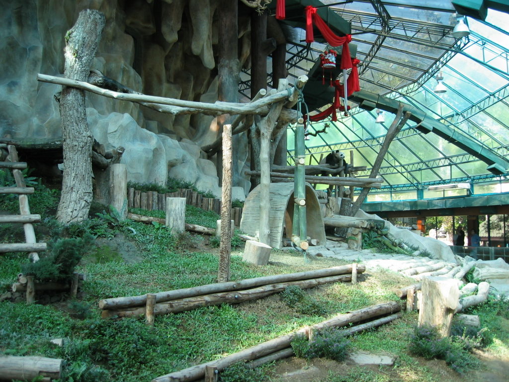 Pandas at Chiang Mai Zoo