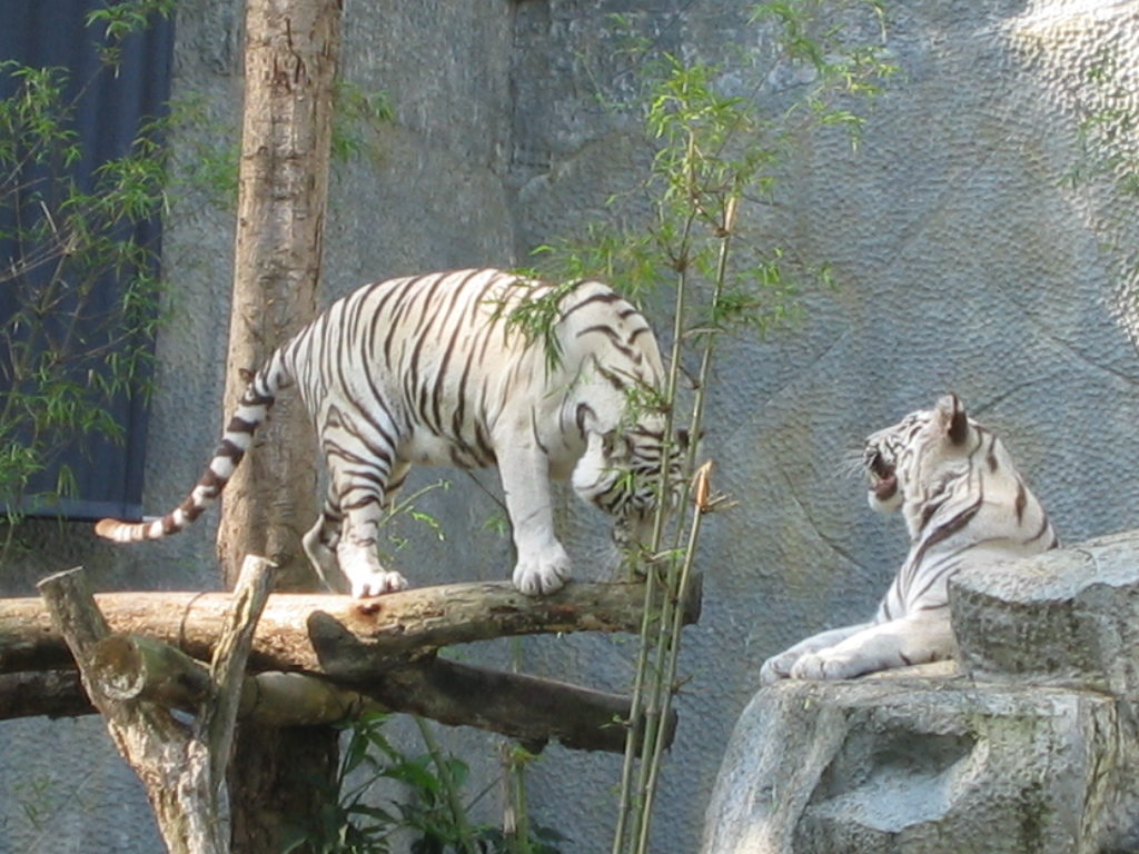White Tigers at Chiang Mai Zoo