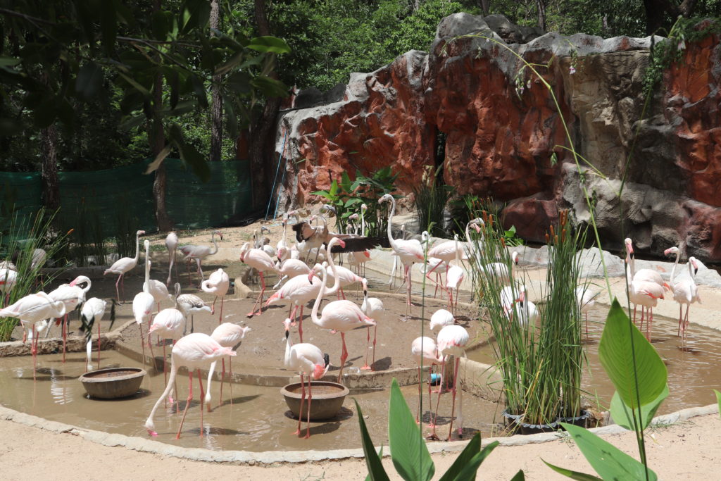 Flamingos at Chiang Mai Zoo