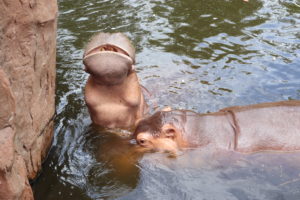 Hippos at Chiang Mai Zoo