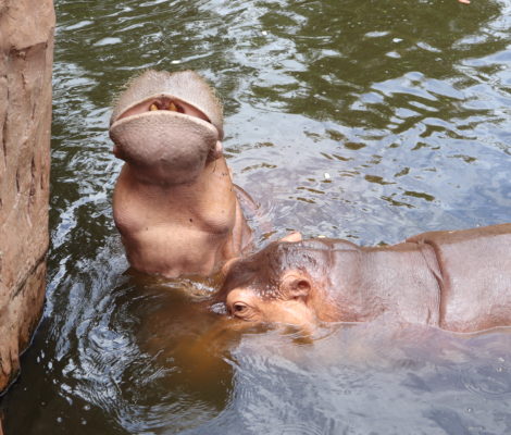 Hippos at Chiang Mai Zoo