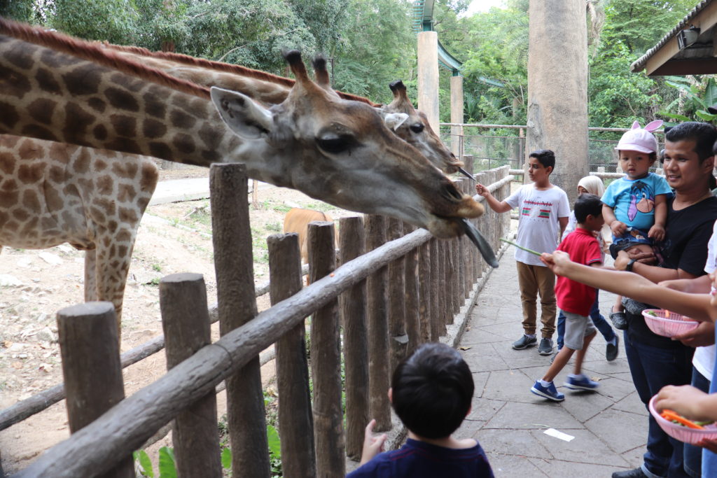 Giraffes at Chiang Mai Zoo