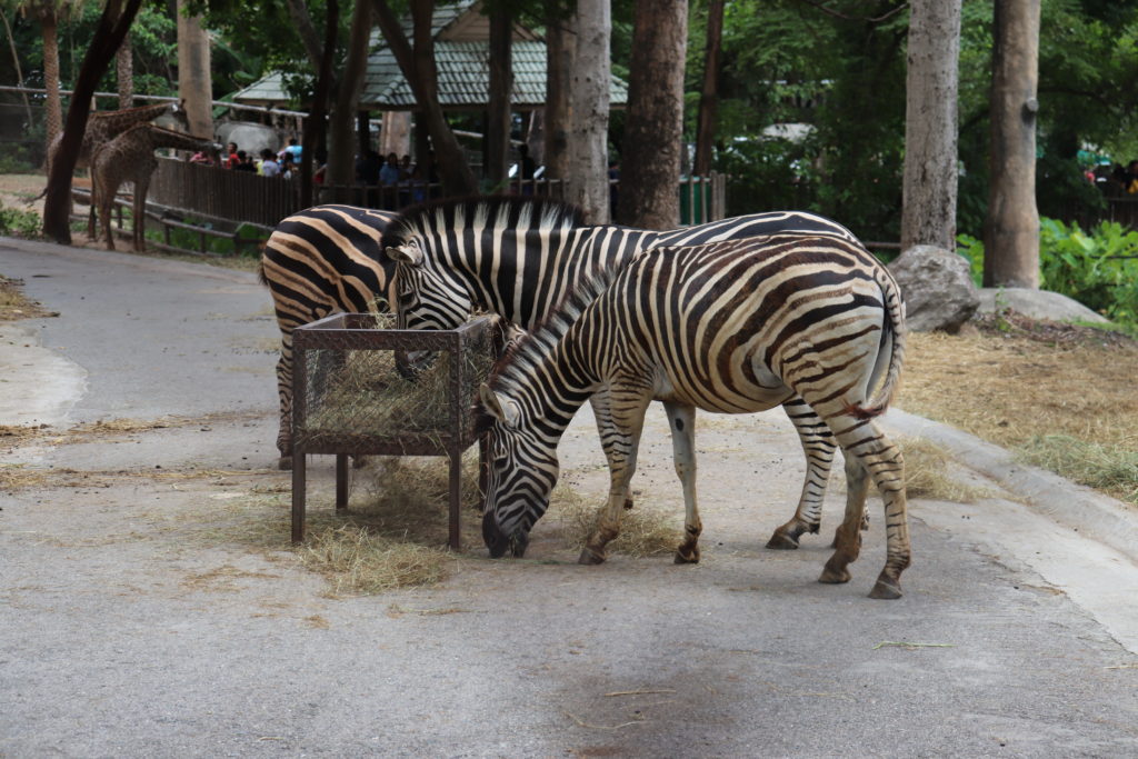 Zebras at Chiang Mai Zoo