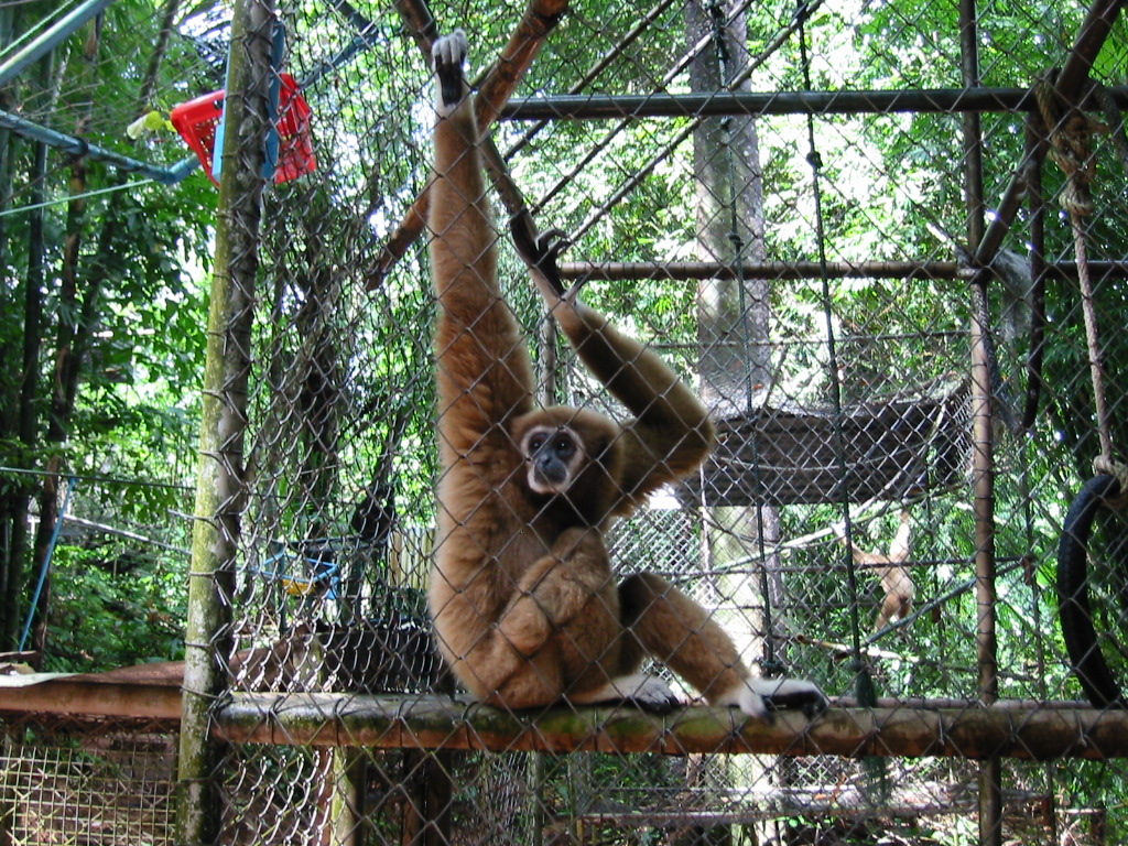 Gibbon Rehabilitation Center Phuket