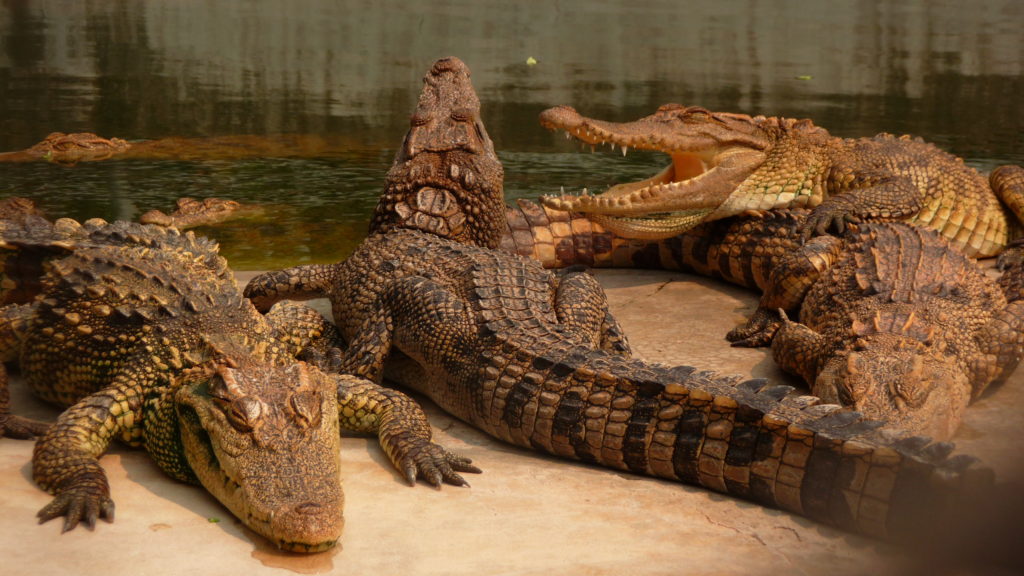 Million Years Stone Park and Crocodile Farm