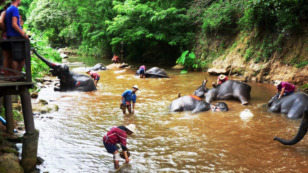 Mae Sa Elephant Camp Chiang Mai