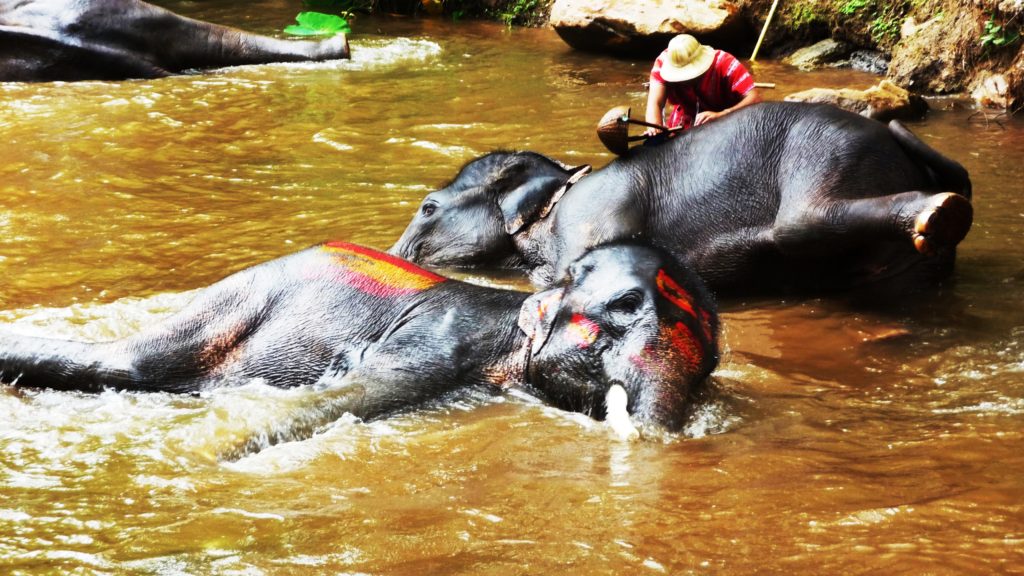 Mae Sa Elephant Camp Chiang Mai