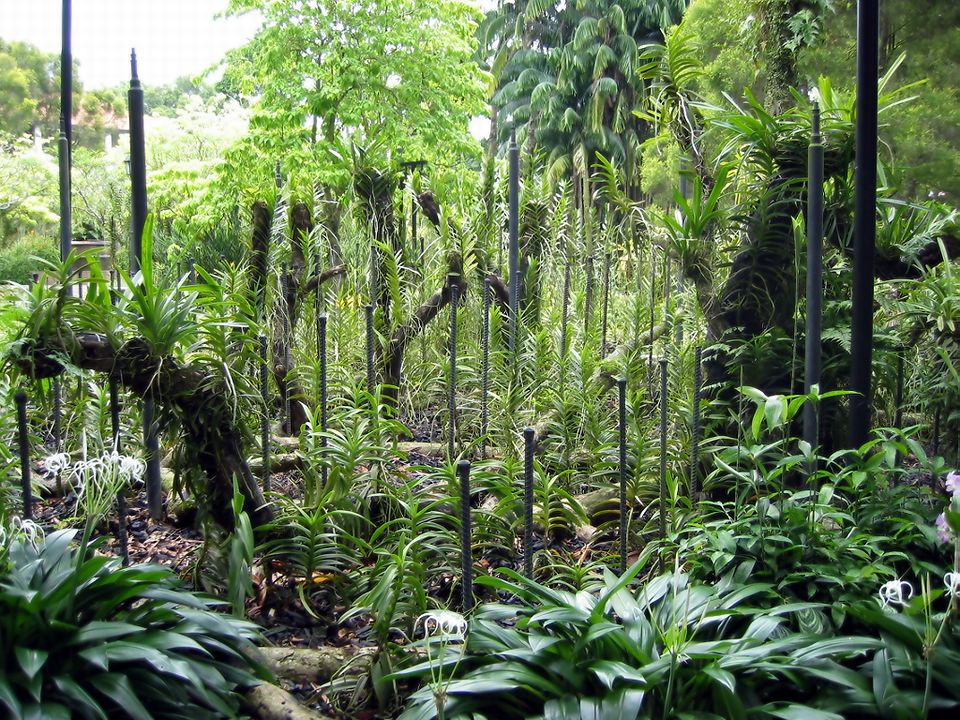 Singapore Botanical Gardens