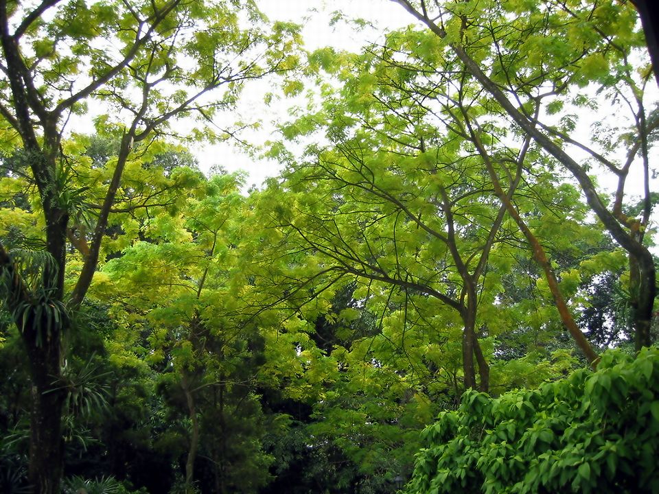 Singapore Botanical Gardens