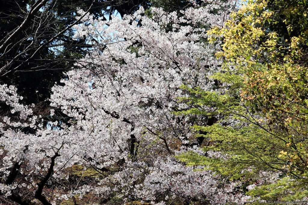 Shinjuku Gyoen National Garden